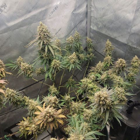Tetilla growlog timeline photo