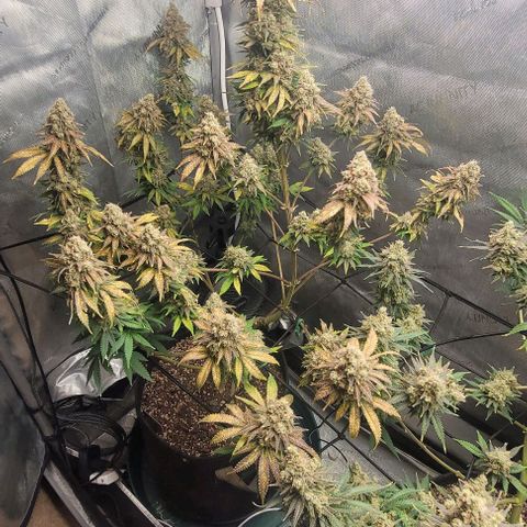 Saint Agatha  growlog timeline photo
