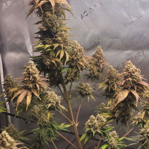 Saint Agatha  growlog timeline photo