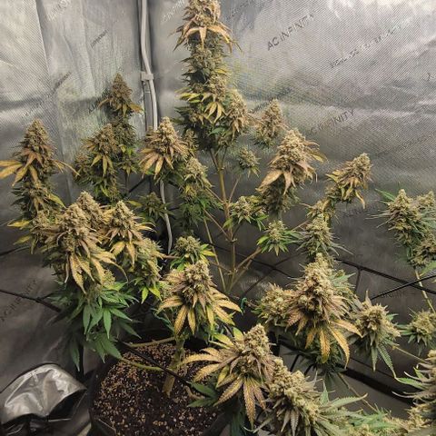 Saint Agatha  growlog timeline photo
