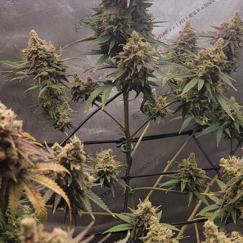 Tetilla growlog timeline photo