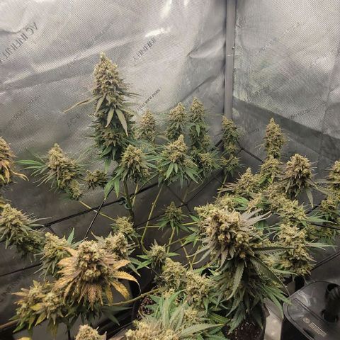 Tetilla growlog timeline photo