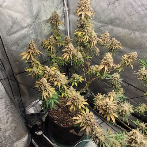 Saint Agatha  growlog timeline photo