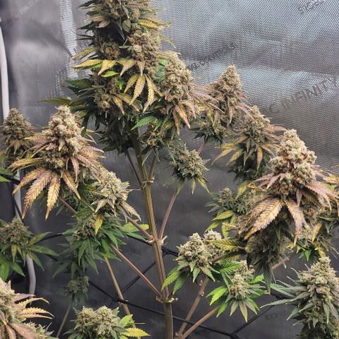 Saint Agatha  growlog timeline photo