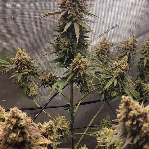 Tetilla growlog timeline photo