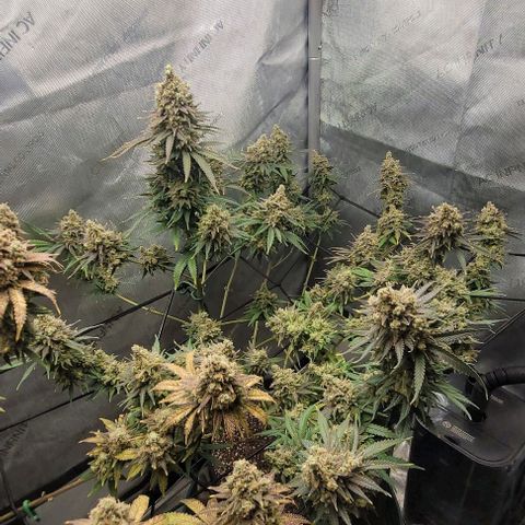 Tetilla growlog timeline photo