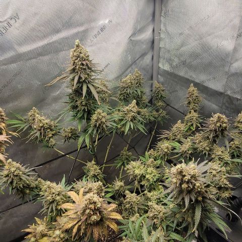 Tetilla growlog timeline photo