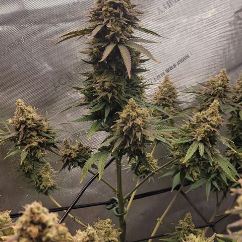 Tetilla growlog timeline photo