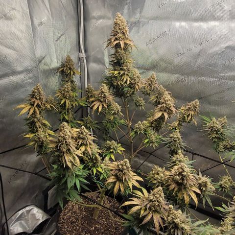 Saint Agatha  growlog timeline photo
