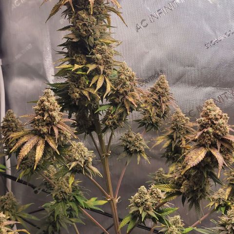 Saint Agatha  growlog timeline photo