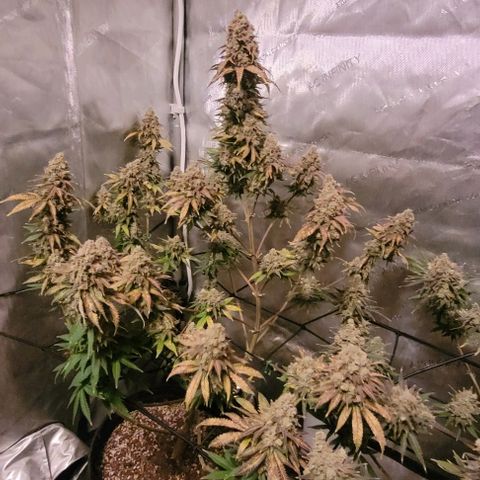 Saint Agatha  growlog timeline photo