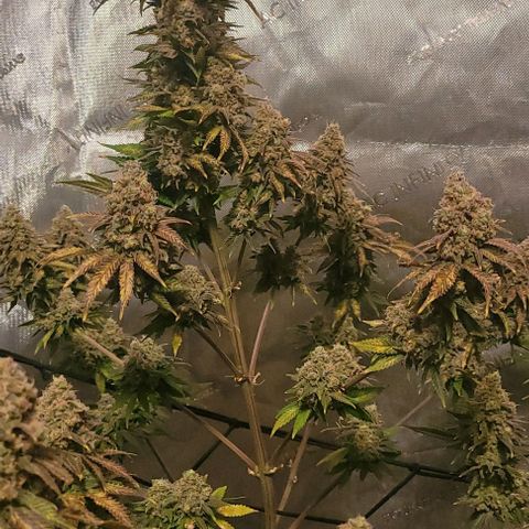 Saint Agatha  growlog timeline photo
