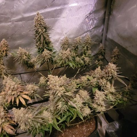 Tetilla growlog timeline photo