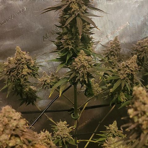 Tetilla growlog timeline photo