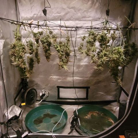 Tetilla growlog timeline photo