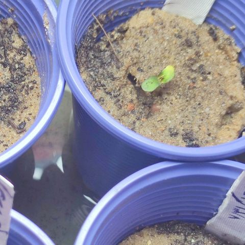 Mayar 1 growlog timeline photo