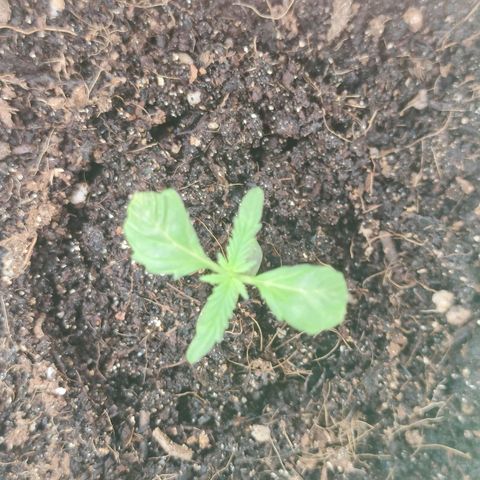 Mayar 1 growlog timeline photo