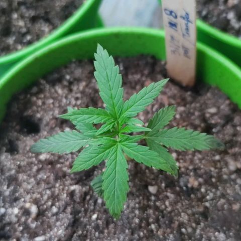 Mayar 1 growlog timeline photo