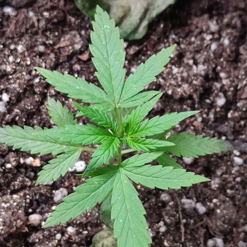 Mayar 1 growlog timeline photo
