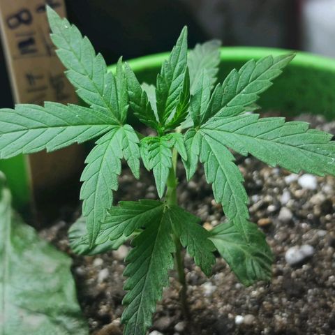 Mayar 1 growlog timeline photo