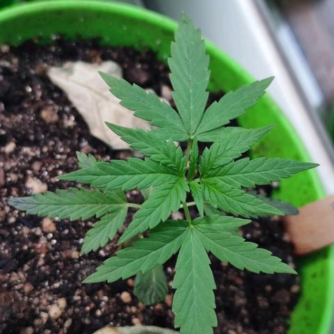 Mayar 1 growlog timeline photo