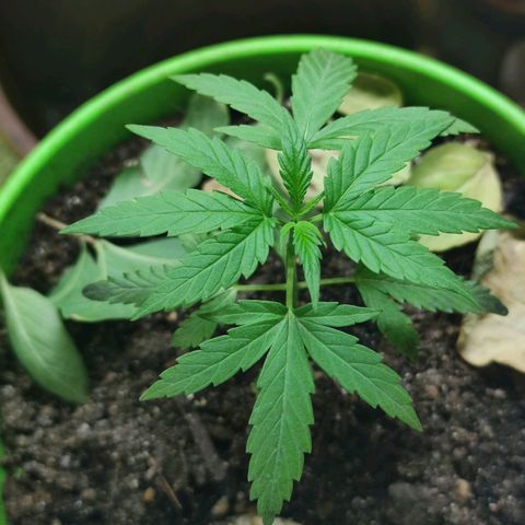 Mayar 1 growlog timeline photo