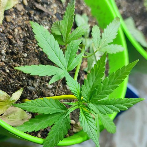 Mayar 1 growlog timeline photo