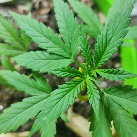 Mayar 1 growlog timeline photo