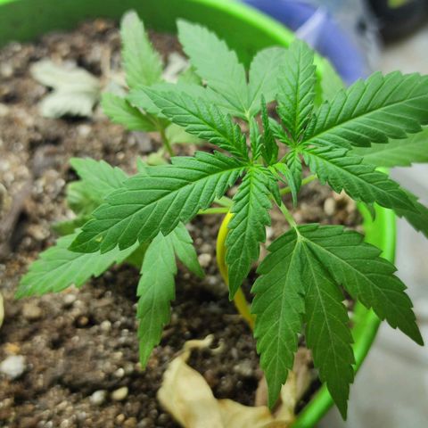 Mayar 1 growlog timeline photo