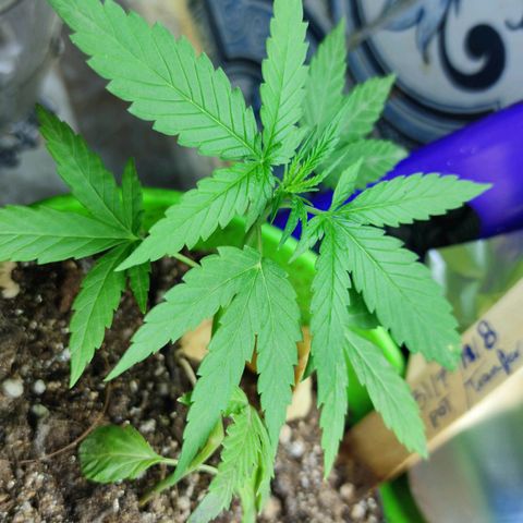 Mayar 1 growlog timeline photo