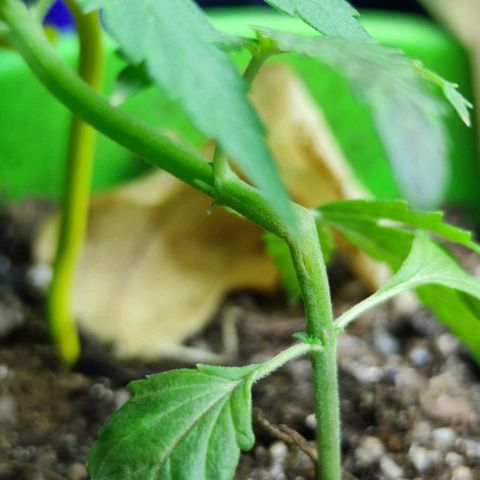 Mayar 1 growlog timeline photo