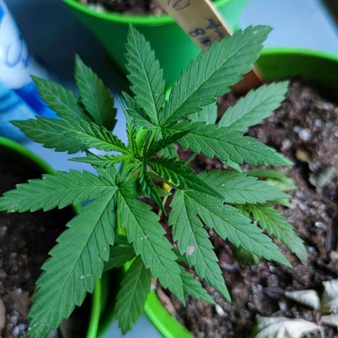 Mayar 1 growlog timeline photo