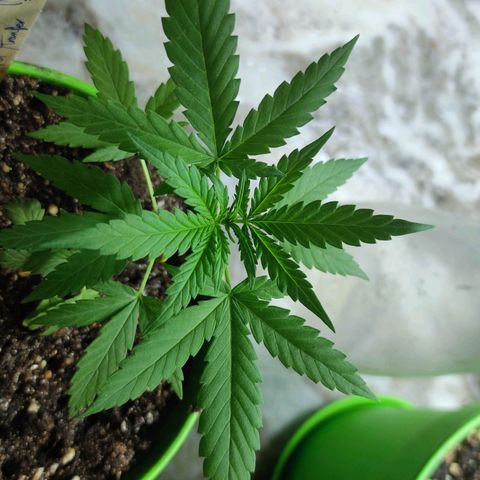 Mayar 1 growlog timeline photo