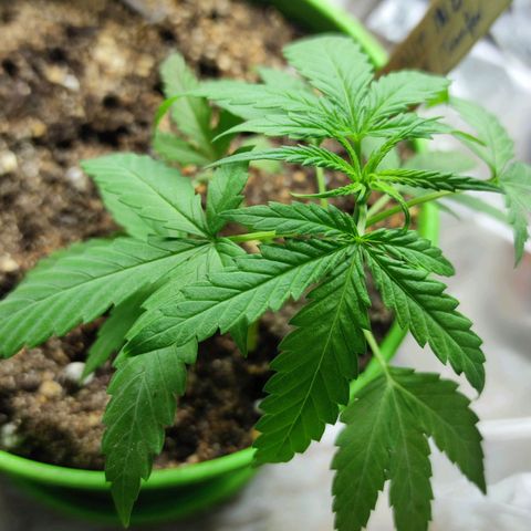 Mayar 1 growlog timeline photo