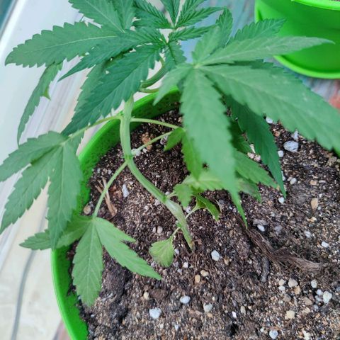 Mayar 1 growlog timeline photo