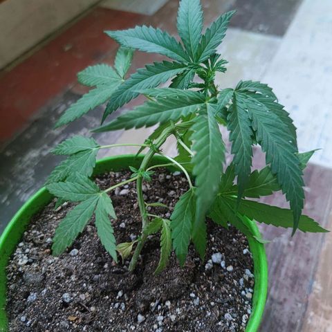 Mayar 1 growlog timeline photo