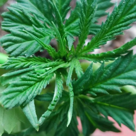 Mayar 1 growlog timeline photo