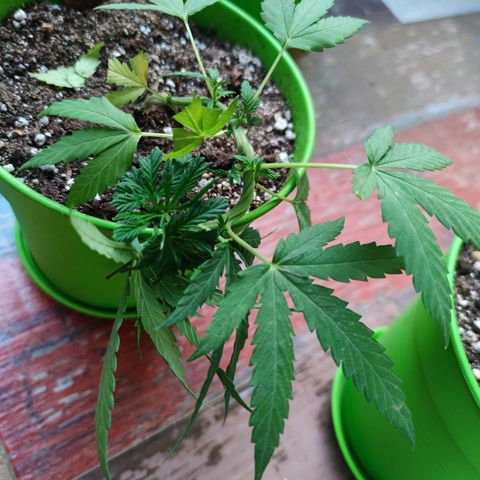 Mayar 1 growlog timeline photo