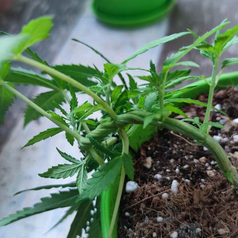 Mayar 1 growlog timeline photo