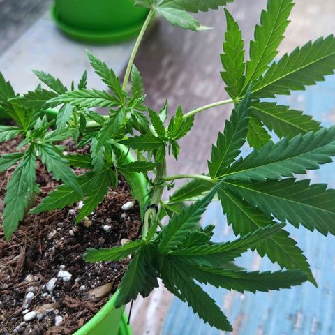 Mayar 1 growlog timeline photo