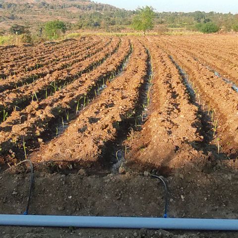 SUGERCANE growlog timeline photo