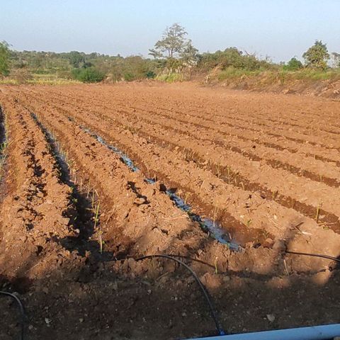 SUGERCANE growlog timeline photo