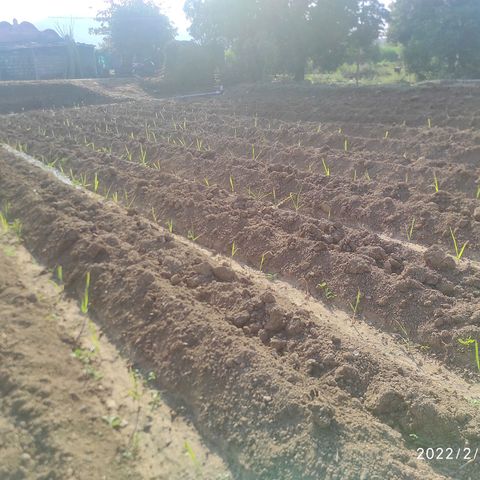 SUGERCANE growlog timeline photo