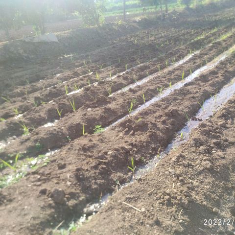 SUGERCANE growlog timeline photo