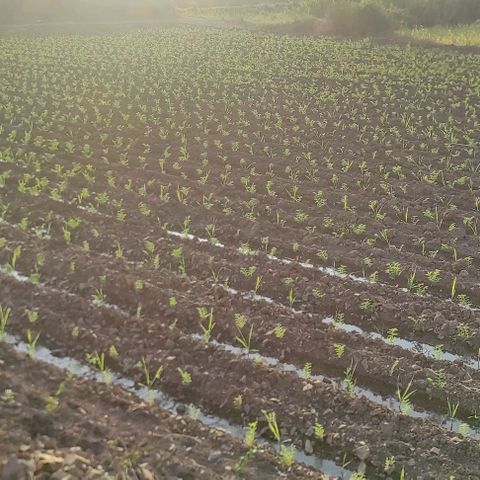 SUGERCANE growlog timeline photo