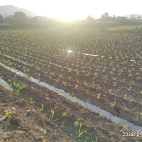 SUGERCANE growlog timeline photo