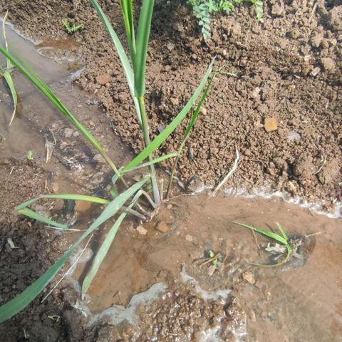 SUGERCANE growlog timeline photo