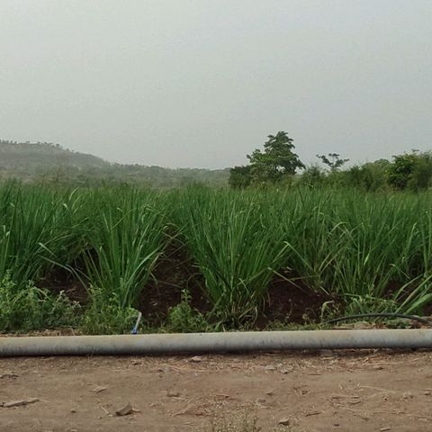 SUGERCANE growlog timeline photo