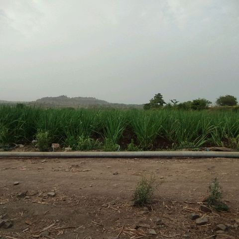 SUGERCANE growlog timeline photo
