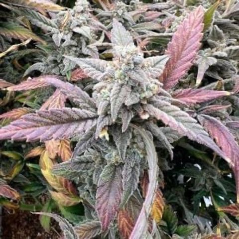 Strawberry Milk & Quookies growlog timeline photo